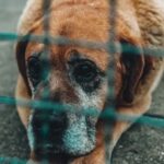 I Adopted the Oldest Shelter Dog, Knowing She Had Only a Month Left – My Goal Was to Make It Her Happiest