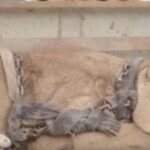 Circus lion released after being locked up for 20 years