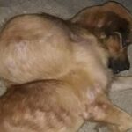 From Despair to Hope: Neglected Dog Overcomes Enormous Tumor and Finds Love