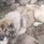 Abandoned by the River, Yara Begged for Her Owner’s Return—But Love Found Her Instead