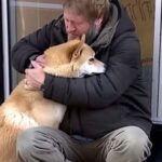 A dog visits a closed store every day, then leaves. One evening, a young boy notices and decides to follow it