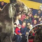 Horrifying moment massive 600lb circus bear attacks its owner