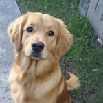 Four Years after My Husband Went Missing, a Dog Brought Me the Jacket He Was Wearing on the Day He Disappeared