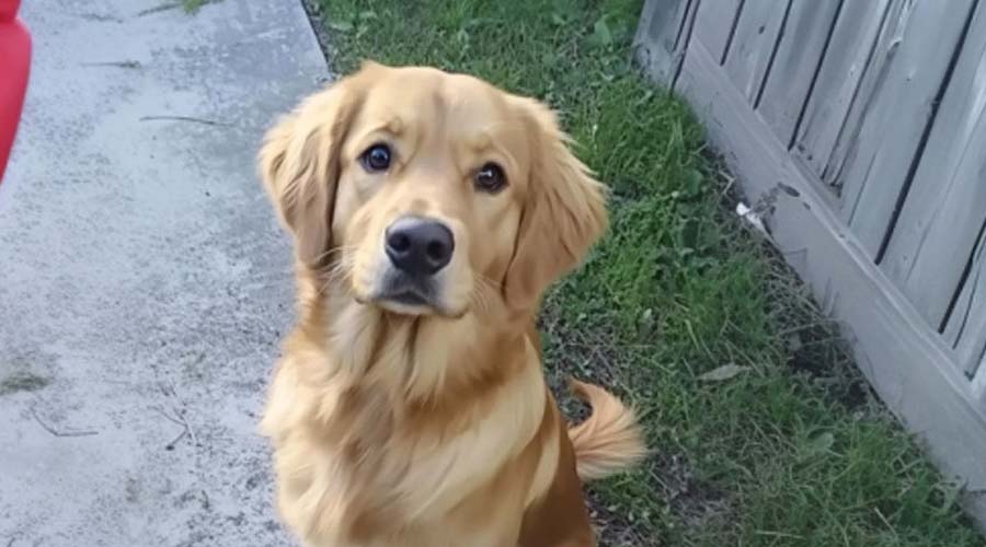 Four Years after My Husband Went Missing, a Dog Brought Me the Jacket He Was Wearing on the Day He Disappeared
