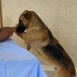THE DOG WOULDN’T LET THE PARAMEDICS TAKE ME WITHOUT HIM