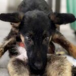 The Puppy’s Strange Posture Hid a Heartbreaking Truth—Now, Love is Changing Everything