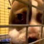 From Struggle to Safety: Mika’s Journey to a Life of Love
