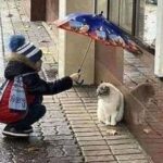 HE GAVE HIS UMBRELLA TO A STRAY CAT—AND THAT’S NOT EVEN THE PART THAT GOT ME