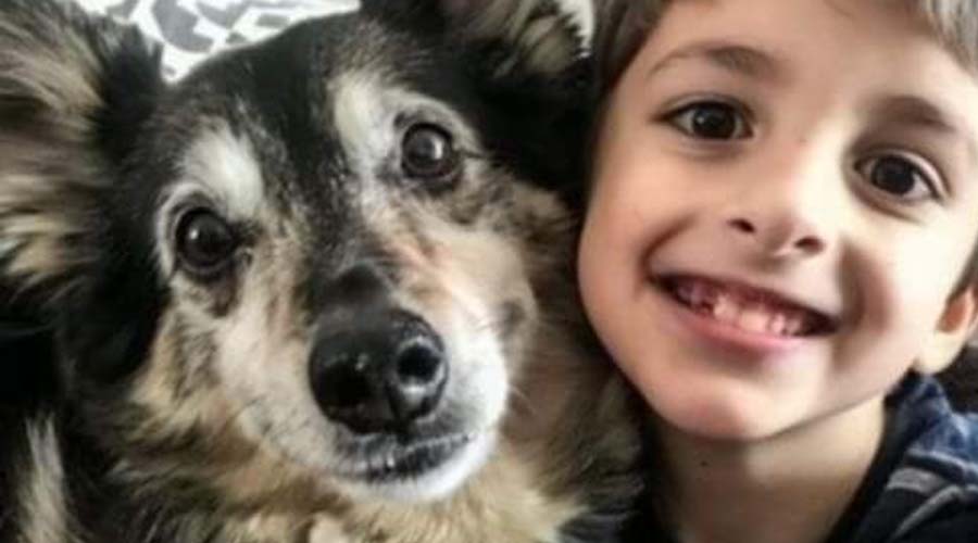 A Rescue Dog Came Home with Us — The Next Night, My 8-Year-Old Son Disappeared