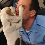 A Lost Puppy Wandered Into the Police Station—minutes Later, They Realized Why He Was There
