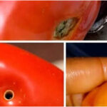 Uncategorized Found a Hole in Your Tomato?