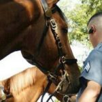 SHE REACHED OUT TO TOUCH THE HORSE—THEN SHE SAID SOMETHING THAT MADE THE OFFICER FREEZE