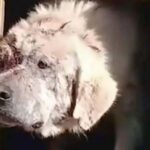 A SWEET DOG ABANDONED AND LEFT INJURED IN HIS DOGHOUSE FINDS A NEW FAMILY