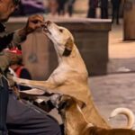 I FOLLOWED THIS OLD MAN FOR THREE NIGHTS—AND FOUND OUT WHO REALLY FEEDS OUR STREET DOGS