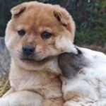 THE LAST TWO PUPS OF THE LITTER WOULDN’T STOP HUGGING—SO I BROKE THE RULE I MADE MYSELF
