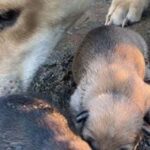 I FOUND A STRAY UNDER MY PORCH—A WEEK LATER, SHE HAD TWO PUPPIES IN THE MUD