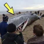 What They Found in the Stomach of This Whale Shocked the Entire World! It’s Hard to Believe!