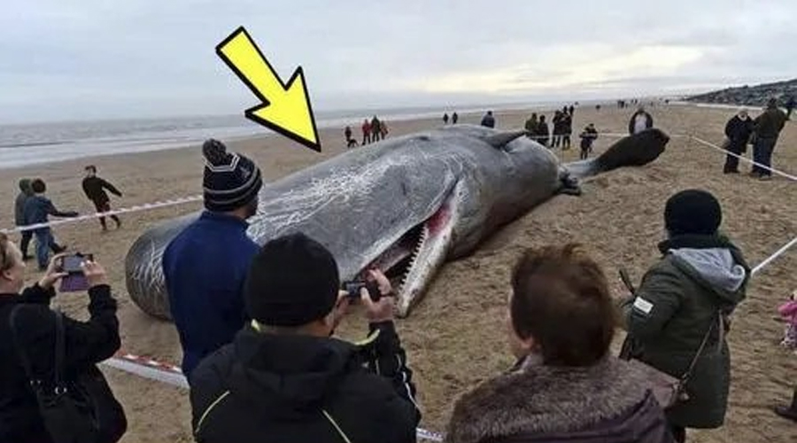 What They Found in the Stomach of This Whale Shocked the Entire World! It’s Hard to Believe!