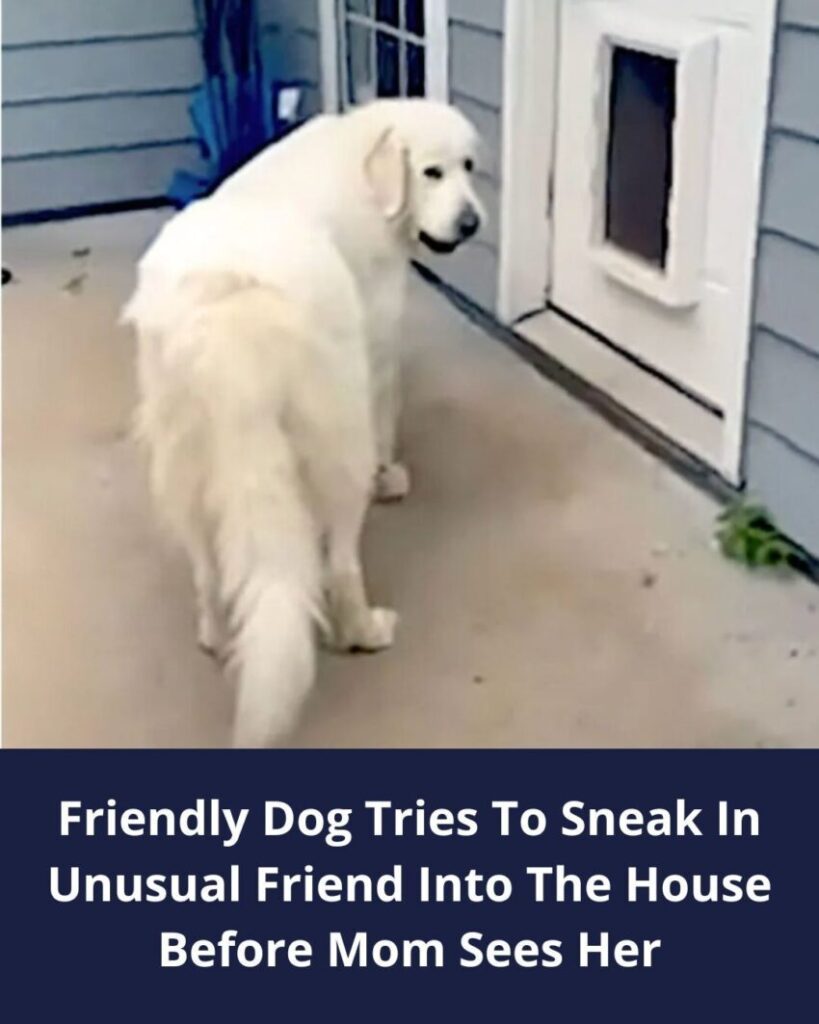 Friendly Dog Tries To Sneak In Unusual Friend Into The House Before Mom Sees Her