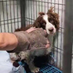 animal cruelty