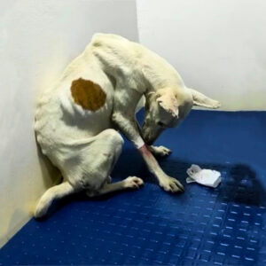 Starving Dog