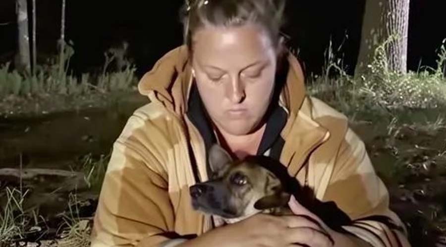 We Thought a Stray Dog Came to Our Camp at Night Because He Was Hungry, but It Turned out He Wanted to Save Our Lives