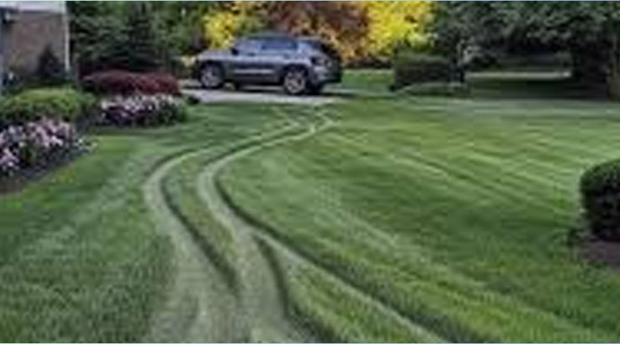 My Neighbor Drove over My Lawn Every Day as a Shortcut to Her Yard