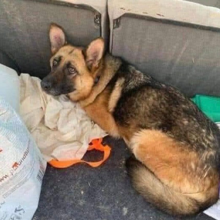 I Saved Him from the Streets—Then He Slipped Away