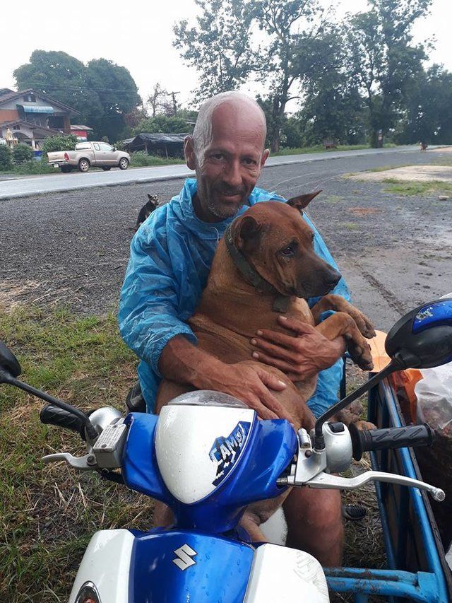 dogcare