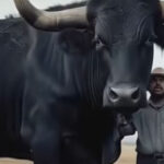 Investing in Quality: My $6,500 Black Angus Bull Purchase