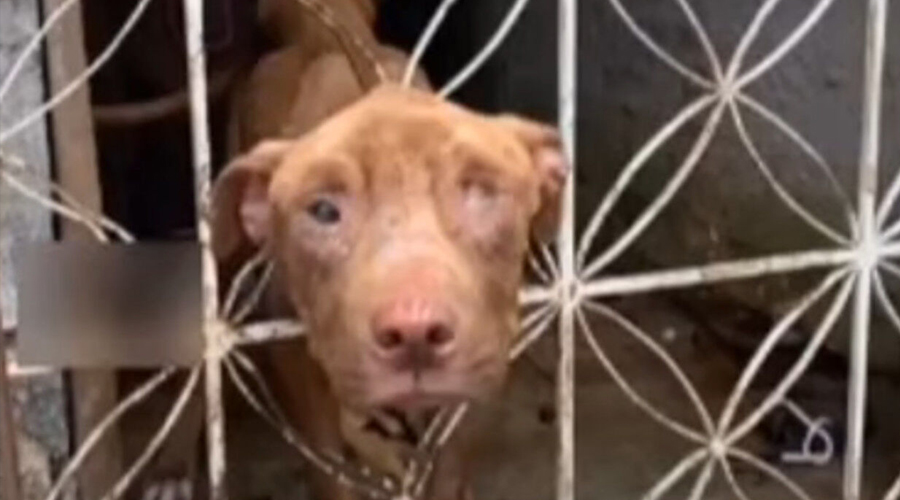 Neglected Pit Bull Thor Rescued From Squalor; Begins Journey to Healing and Hope