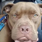 Missing Dog Travels 1,300 Miles To Learn That Her Old Owner Doesn’t Want Her Anymore
