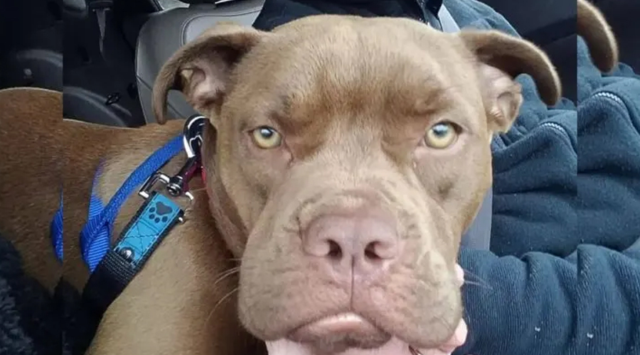 Missing Dog Travels 1,300 Miles To Learn That Her Old Owner Doesn’t Want Her Anymore