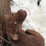 dogcare