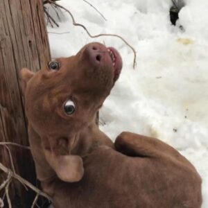 dogcare