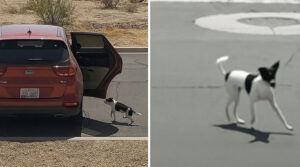 Dog Dumped