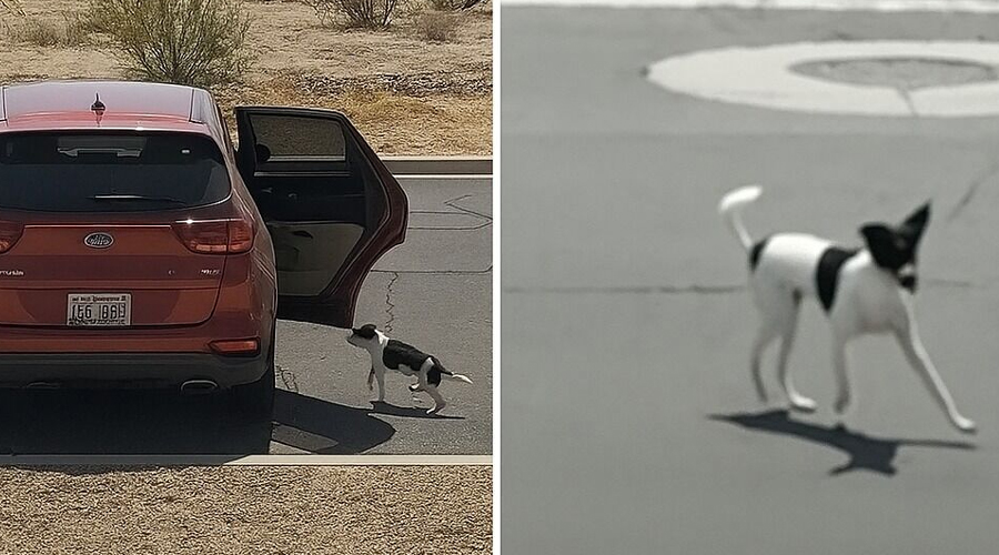 Dog Dumped