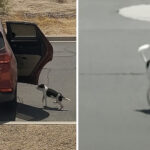 Dog Dumped On Street As Owner Drives Off Saying ‘Bye-Bye’
