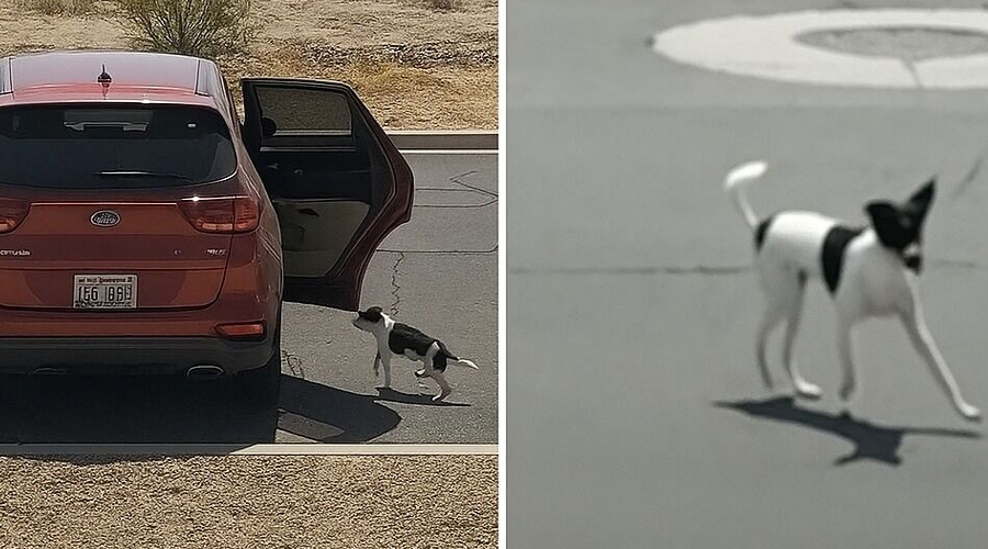 Dog Dumped On Street As Owner Drives Off Saying ‘Bye-Bye’