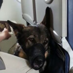 THE DOG ON MY FLIGHT WOULDN’T STOP STARING AT ME—UNTIL I OPENED THE ENVELOPE