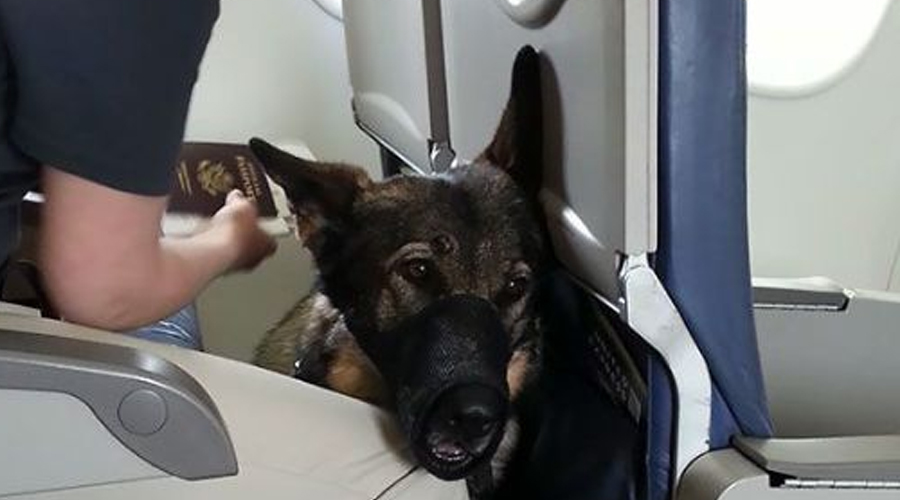 THE DOG ON MY FLIGHT WOULDN’T STOP STARING AT ME—UNTIL I OPENED THE ENVELOPE