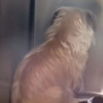 Once she realized she was all alone between four kennel walls, she instantly shut down from the world, losing all hope in life…(Check in first Comments👇👇