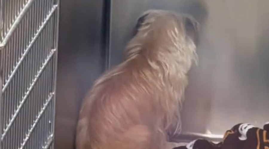 Once she realized she was all alone between four kennel walls, she instantly shut down from the world, losing all hope in life…(Check in first Comments👇👇