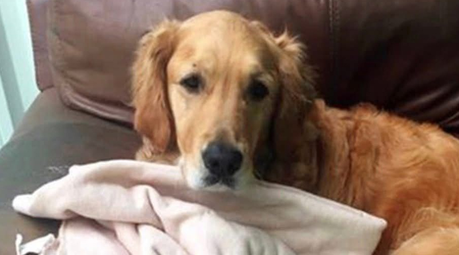 I Purchased a Couch for $20 at a Garage Sale, and It Completely Transformed My Life Within 24 Hours