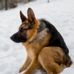 Rare ‘Short-Spine’ German Shepherd Is Proving That Love Has No Limits