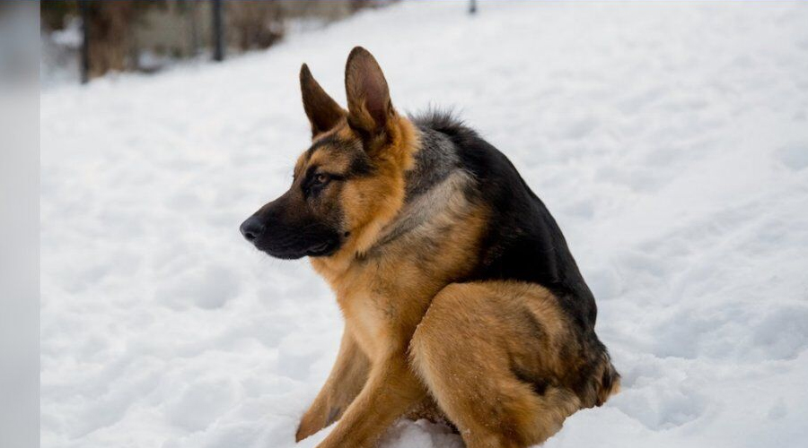 Rare ‘Short-Spine’ German Shepherd Is Proving That Love Has No Limits