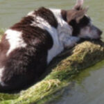 10-Year-Old Chihuahua Mix Stranded On A Shopping Cart In The Middle Of The Canal Gets Her Miracle