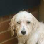 Woman Woke Up To Stray Dog Soaked By Last Night’s Storm