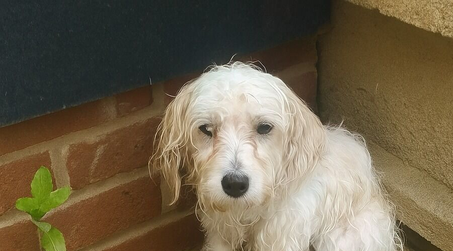 Woman Woke Up To Stray Dog Soaked By Last Night’s Storm