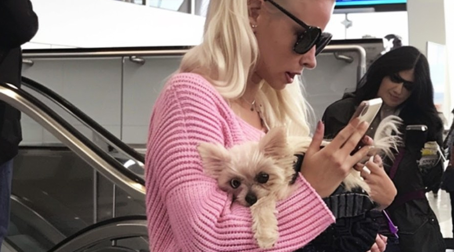 Entitled Dog Owner Made the Airport Hell for Everyone She Deserved What I Did at the Gate